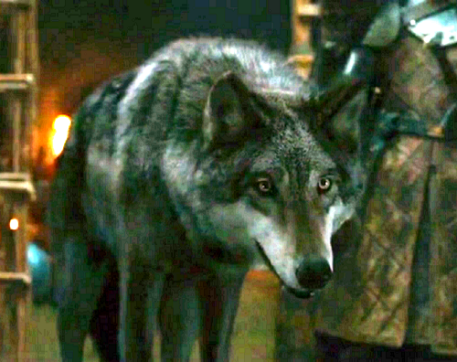 Robb's direwolf, Grey Wind